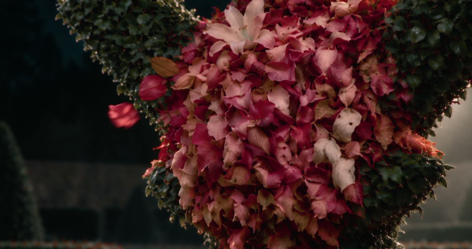 Le lys de feuilles dans le jardin de nuit, film Octobre Rose d'Angers SCO